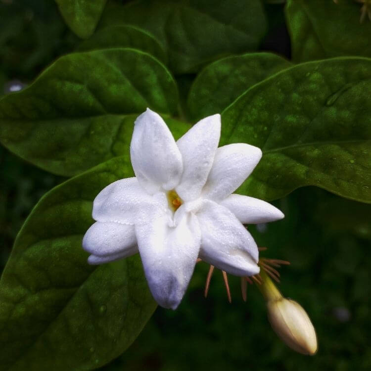 White fragrant jasmine-A to Z Flowers