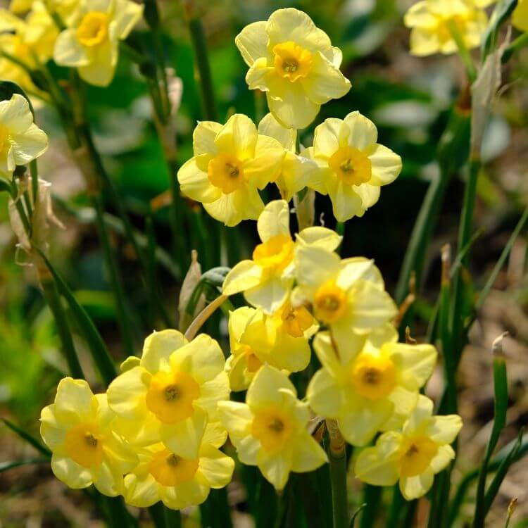 Yellow jonquil spring flowers cluster