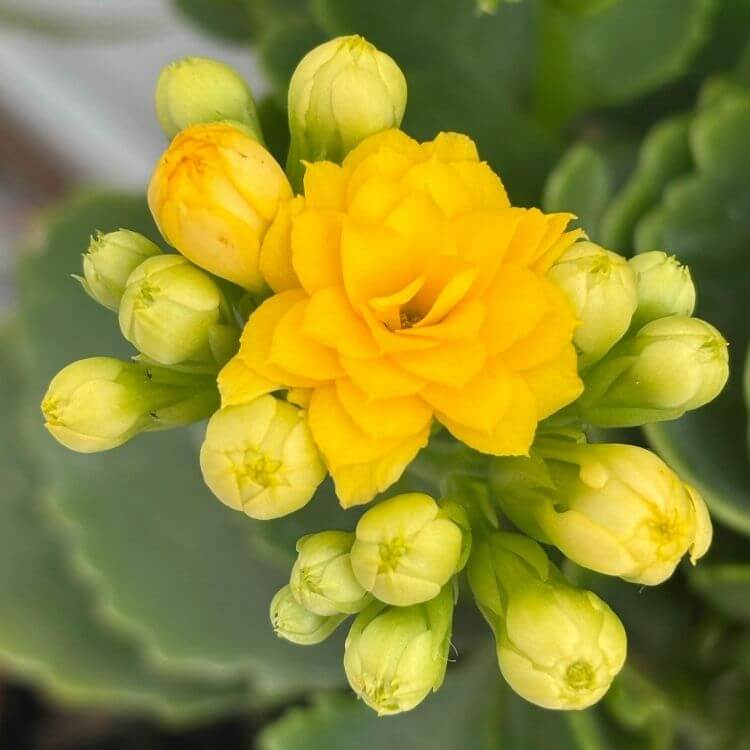 Kalanchoe indoor flower cluster-A to Z Flowers