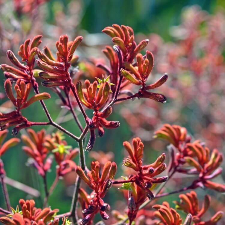 Red fuzzy kangaroo paw flowers