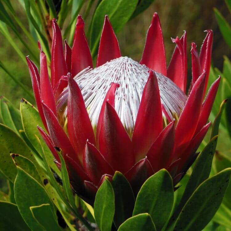 Large pink king protea bloom