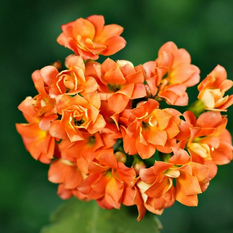 Kalanchoe plant and small blooms