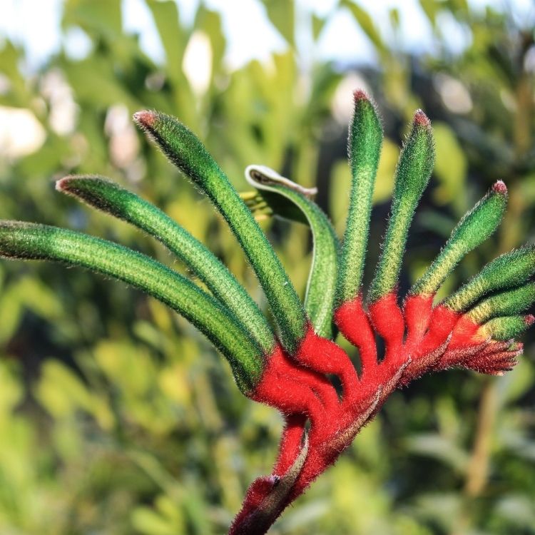 Kangaroo paw flower shaped like an animal paw