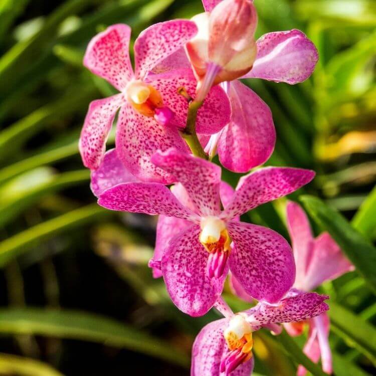 National Flower of Kenya-Orchid
