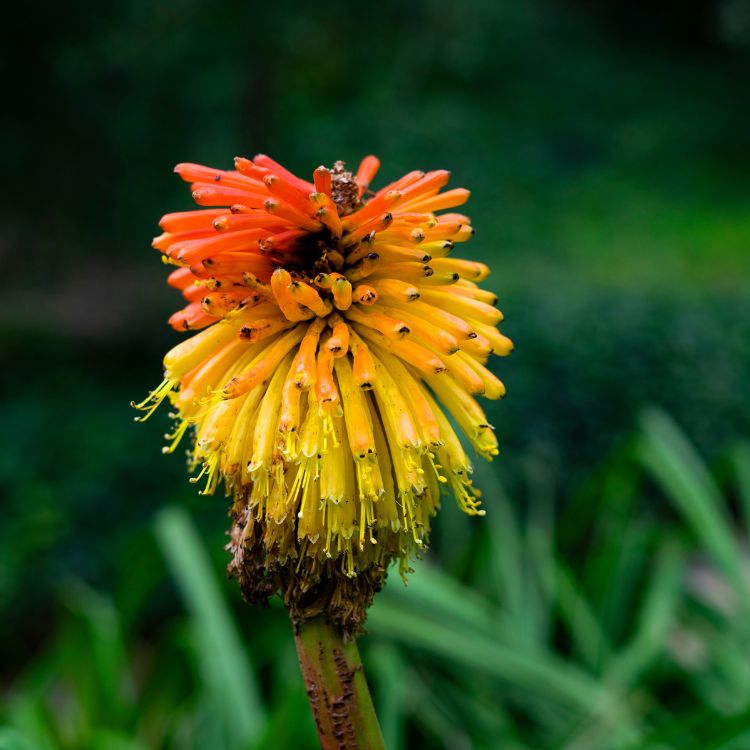 Tall red and orange kniphofia flower spikes