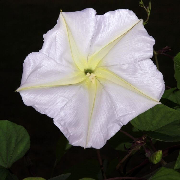 National Flower of Kyrgyzstan-Moon-Flower