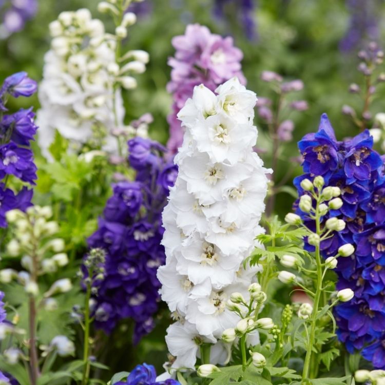 Larkspur flowers growing loosely along tall stems