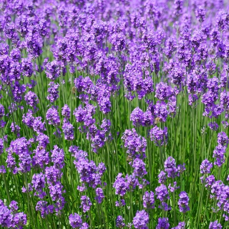 Lavender plant with soft purple flower spikes