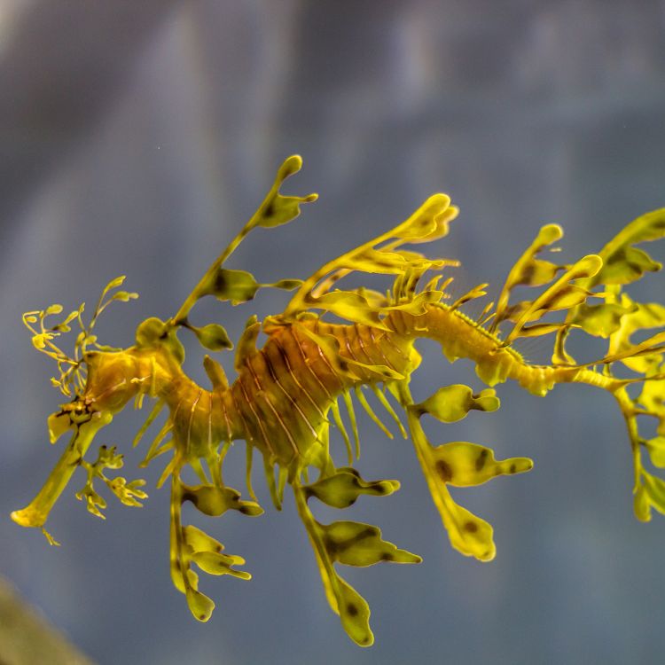 Sea creature with leaf-like body 