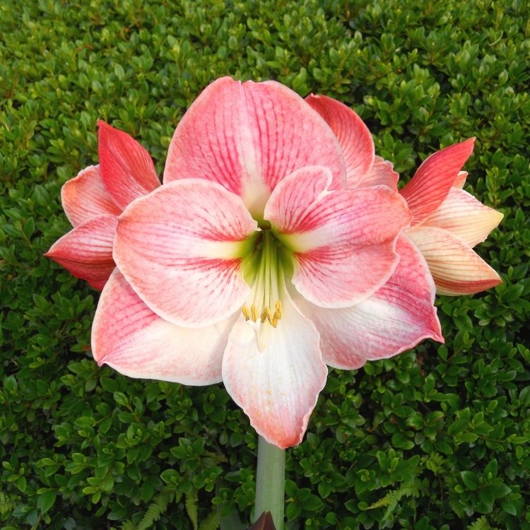 Large red trumpet-shaped amaryllis bloom