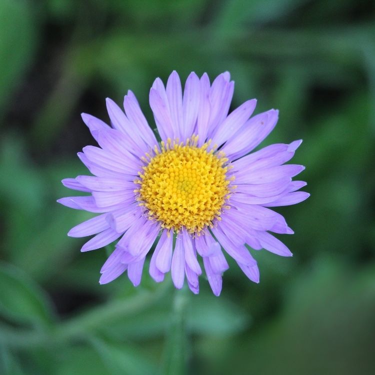 Purple star-shaped aster flowers in bloom