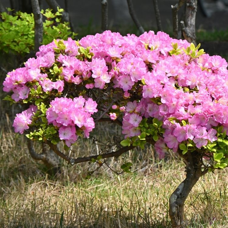 Pink azalea shrub-A to Z Flowers
