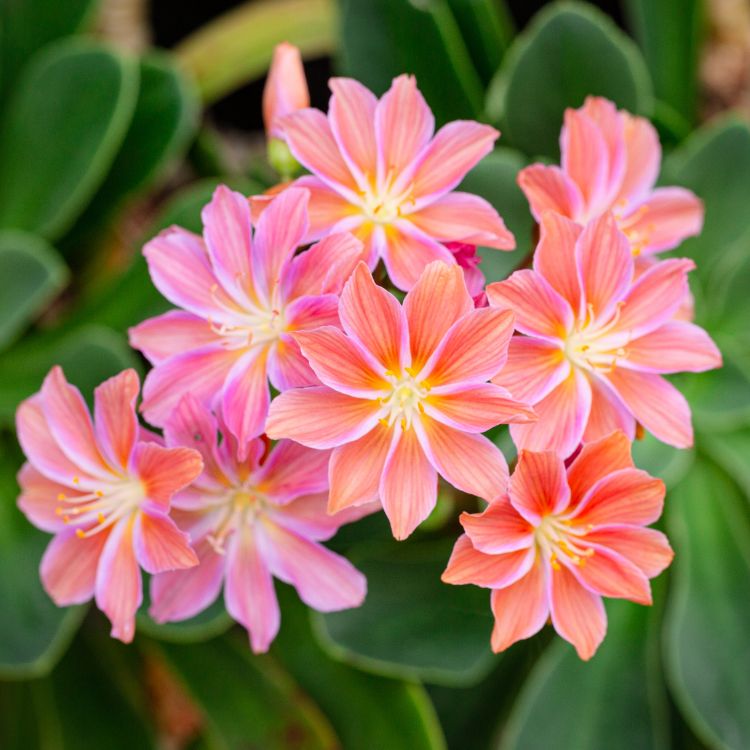 Pink lewisia flowers growing among rocks