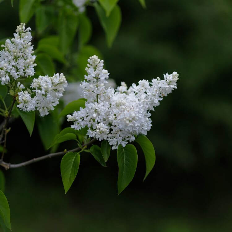 Lilac bush with clusters of white fragrant flowers, evoking a nostalgic garden atmosphere
