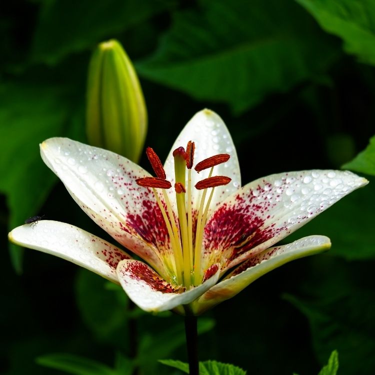 Lily flower with elegant trumpet shaped petals