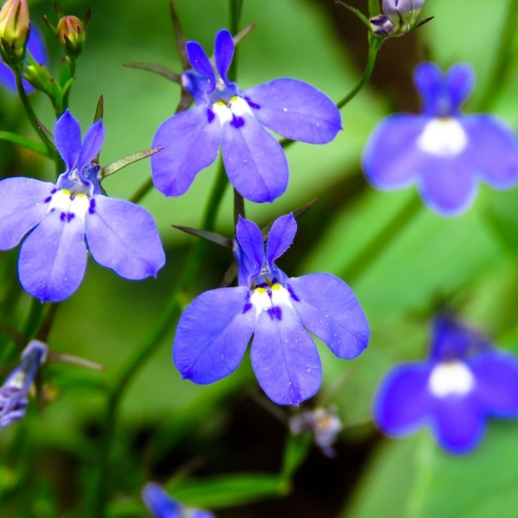 Lobelia flowers in small blue trailing clusters