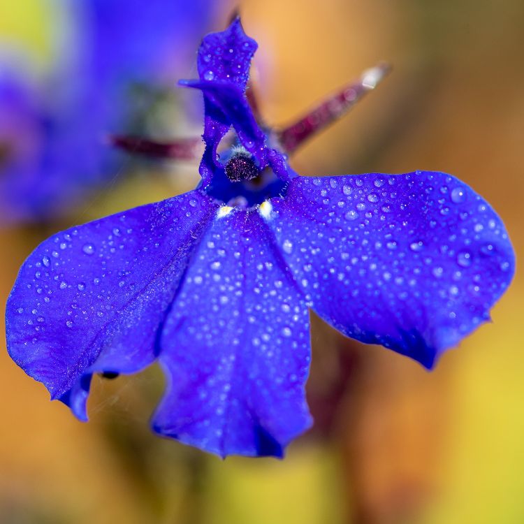 Blue lobelia flowers honoring botanist Matthias de Lobel