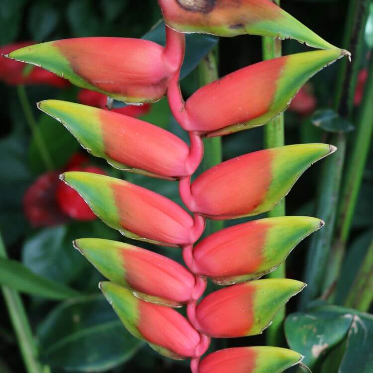 Lobster Claw Flower with red bracts shaped like lobster claws