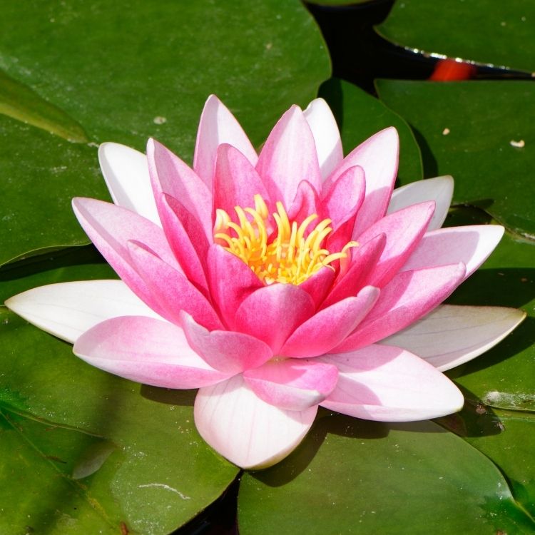 Pink lotus flower floating gently on calm water