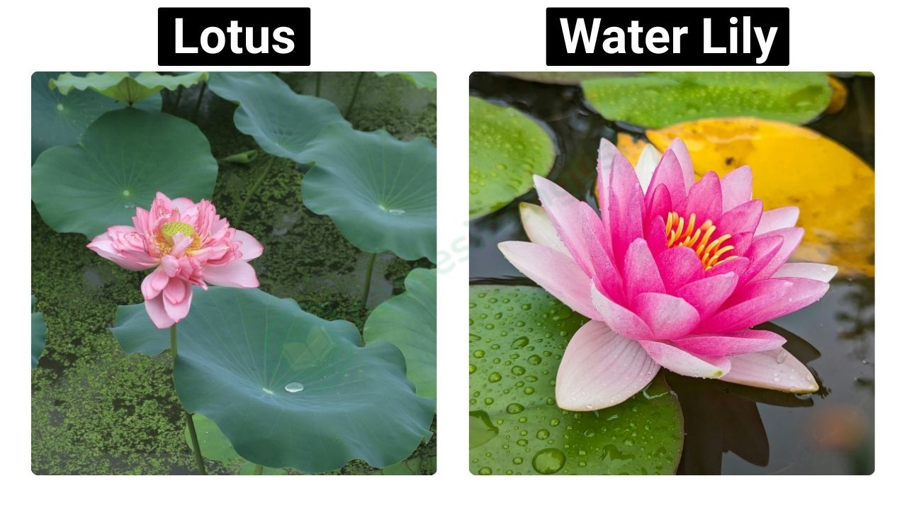 Visual picture showing lotus and a water lily