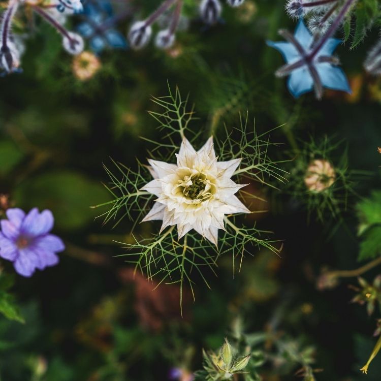 Love in a mist flower with soft airy foliage