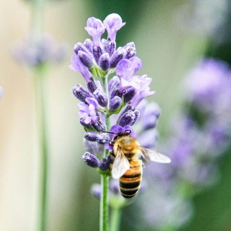 Purple lavender spikes-A to Z Flowers