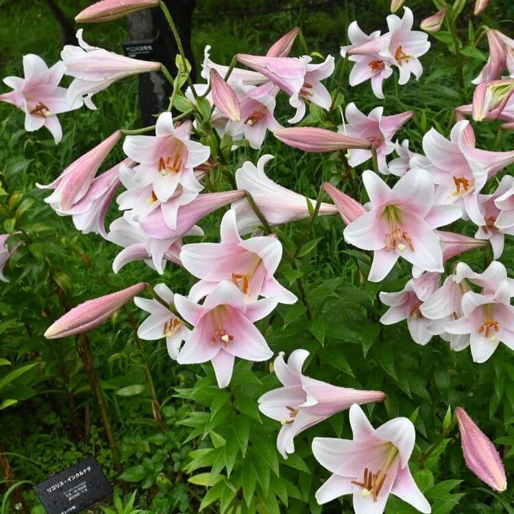 White trumpet lily flowers close up