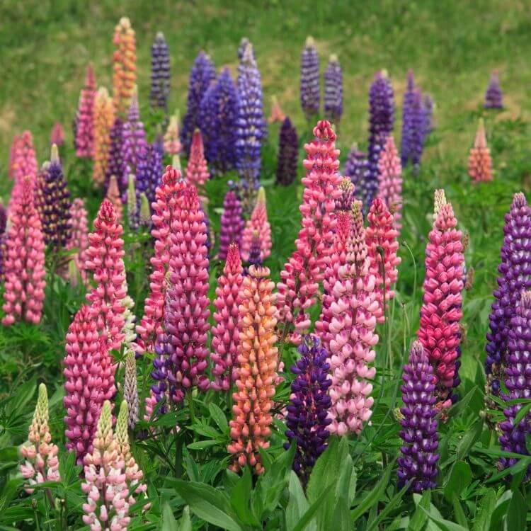 Tall purple lupine flower cluster