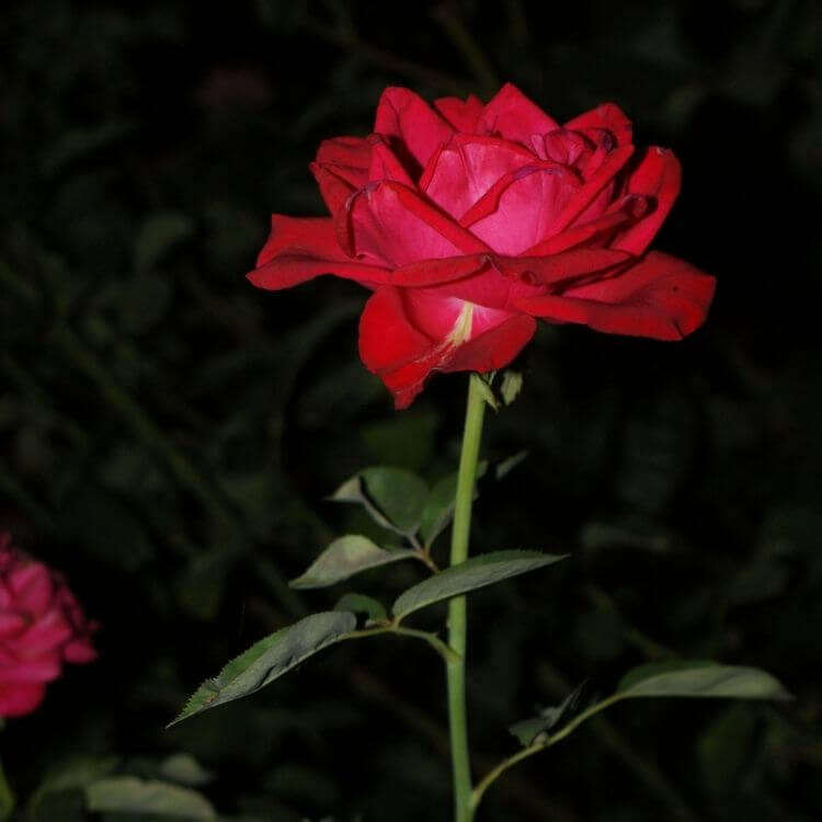 National Flower of Luxembourg-Rose