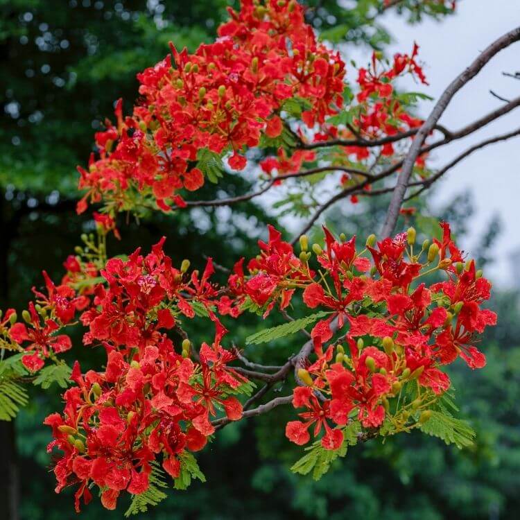 National Flower of Madagascar-Poinciana