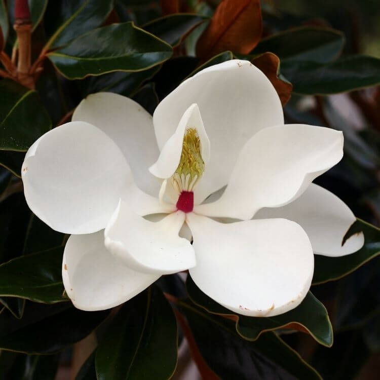 Large white magnolia bloom-A to Z Flowers