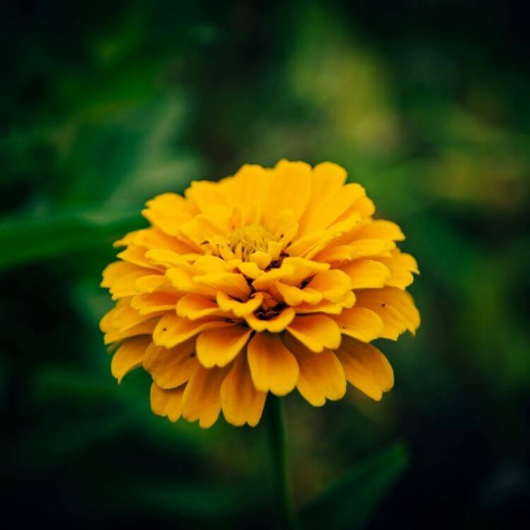 Bright orange marigold garden flower