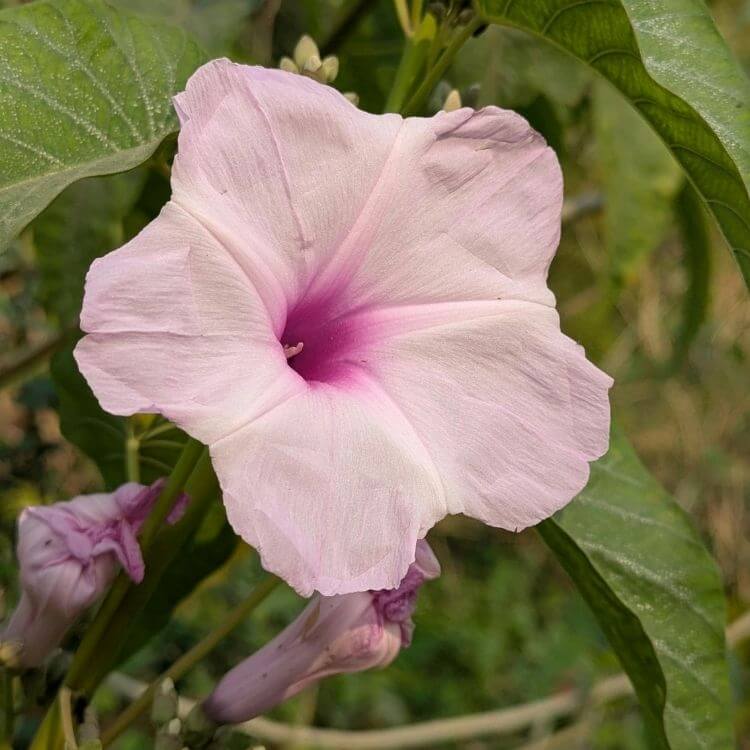 Pink Morning glory climbing vine