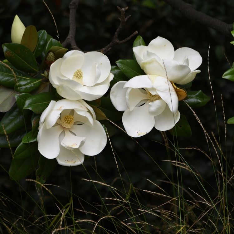 Magnolia flower with thick smooth creamy petals