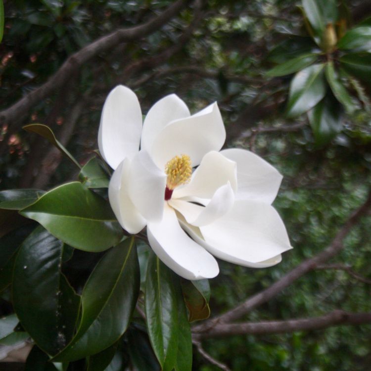 Large white magnolia flower on a tree branch