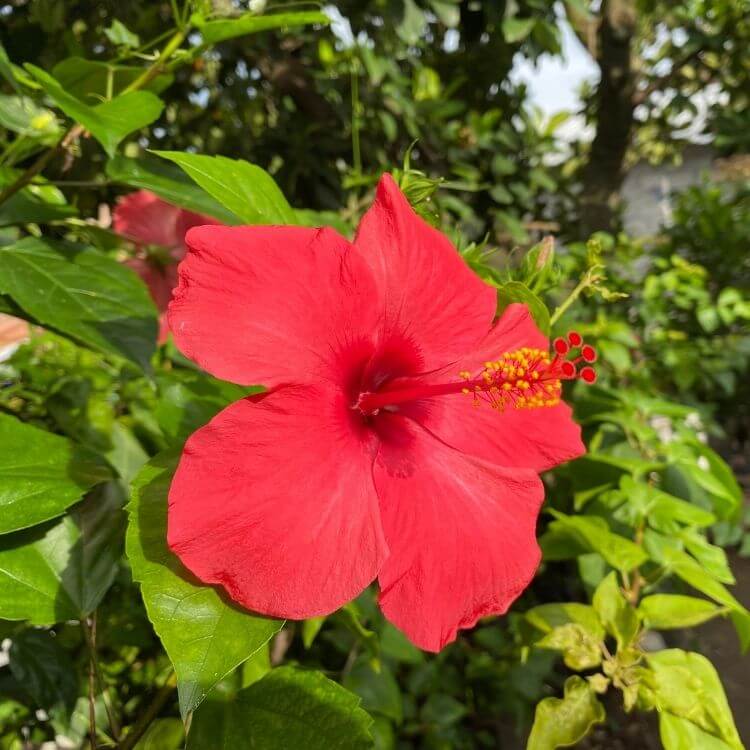 National Flower of Malaysia-Hibiscus