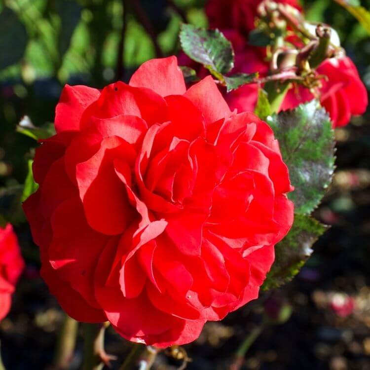 National Flower of Maldives-Pink-Rose