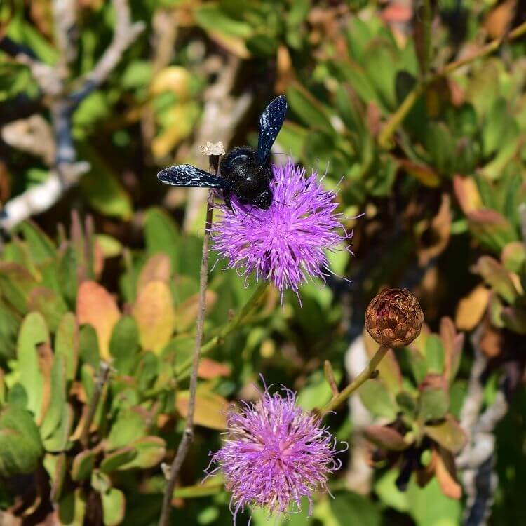 National Flower of Malta-Maltese-Centaury