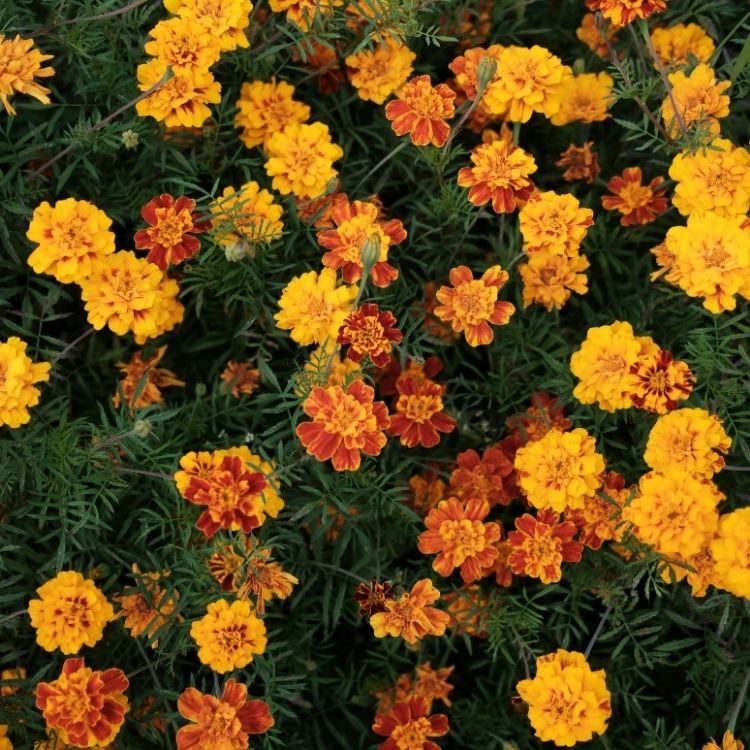 Marigold flowers glowing in rich orange garden clusters