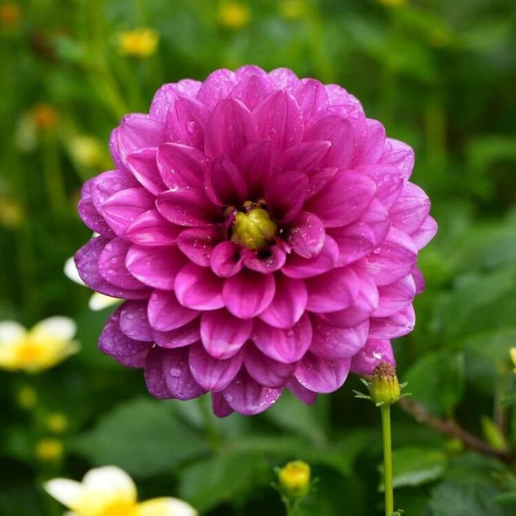 National Flower of Mexico-Dahlia