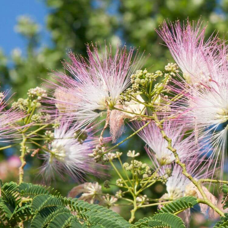 Bright pink-white mimosa flowers on delicate branches, displayed in a small urban apartment vase