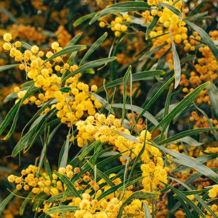 Mimosa plant with soft fluffy sensitive leaves