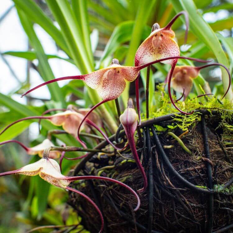 Monkey Face Orchid with markings forming a realistic monkey face on petals