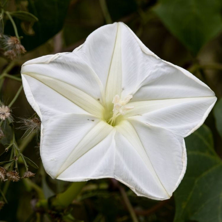 Moonflower blooming at night with large white petals
