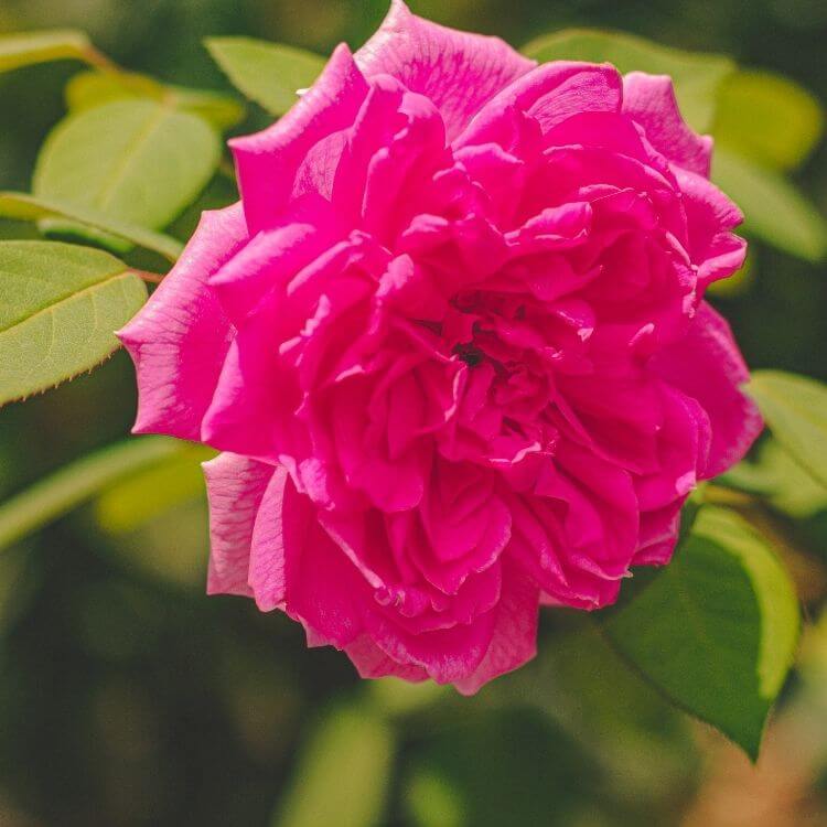 National Flower of Morocco-Damask-Rose
