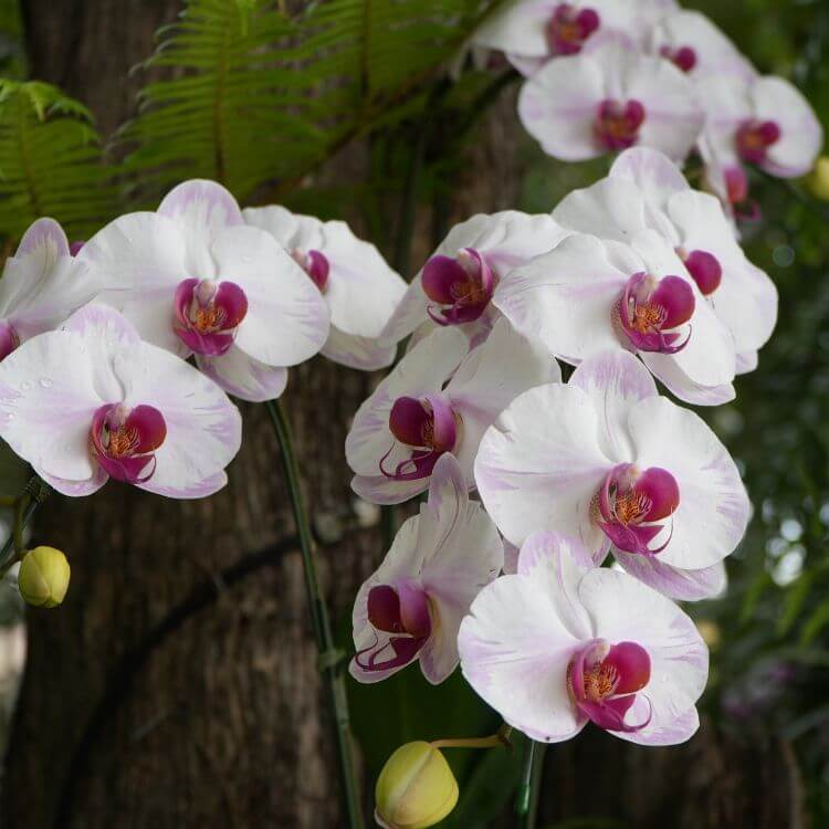 Moth Orchid with broad petals resembling a moth in flight