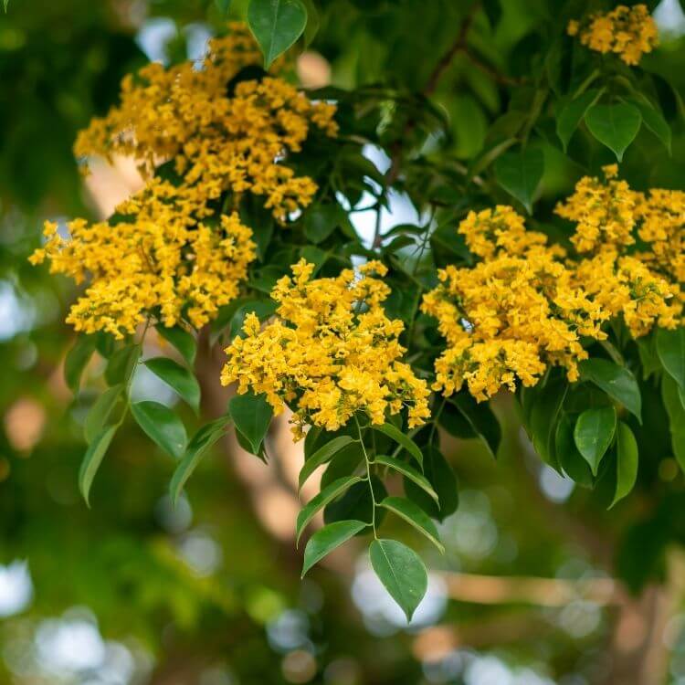 National Flower of Myanmar-Padauk