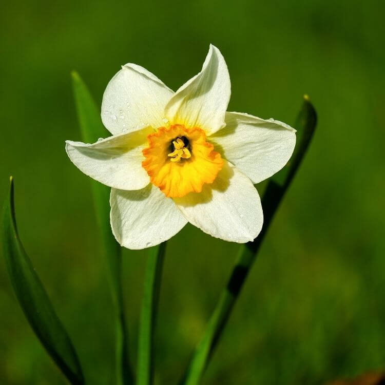Yellow narcissus spring bloom-A to Z Flowers