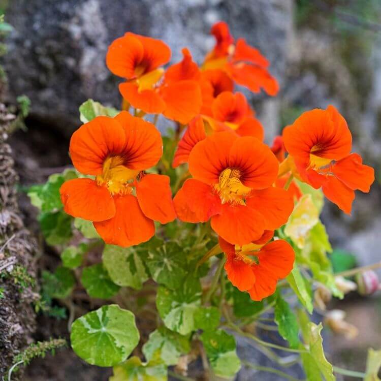 Orange nasturtium flower with round leaves