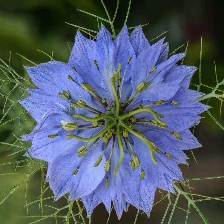 Blue nigella flower with feathery foliage